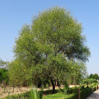 Acacia Arabica 