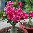 Adenium Plant
