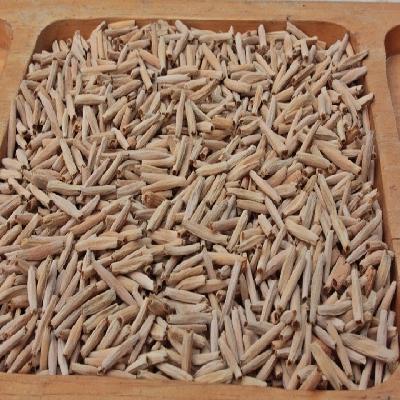 Adenium Seeds