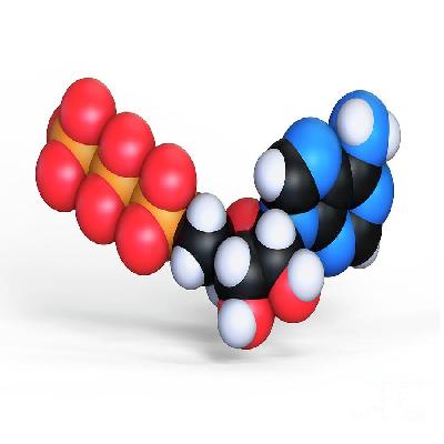 Adenosine Triphosphate 