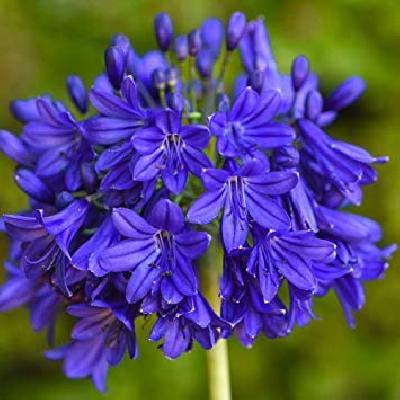 African Lily Flower