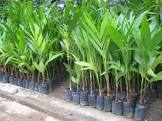 Agar Plant