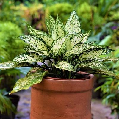 Aglaonema Plant