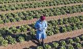 Agricultural Implementation Services