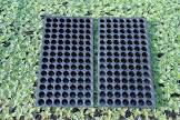 Agricultural Tray
