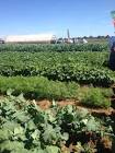 Agriculture Production Services