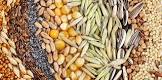 Agriculture Seeds