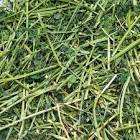 Alfalfa Hay