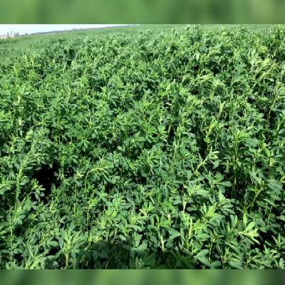 Alfalfa Grass