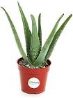 Aloe Vera Plant