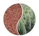 Amaranthus Caudatus Seeds