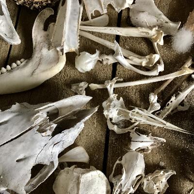 Animal Bones