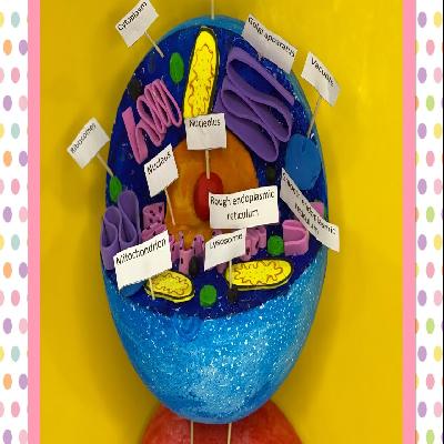 Animal Cell Model