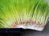 Animals Fodder