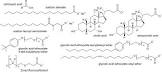 Anionic Surfactant