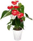 Anthurium