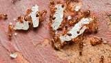 Ants Control Services