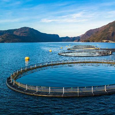 Aquaculture Consultants