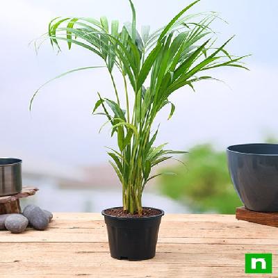 Areca Palm