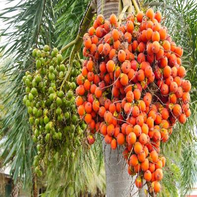 Arecanut Plant