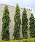 Ashoka Tree