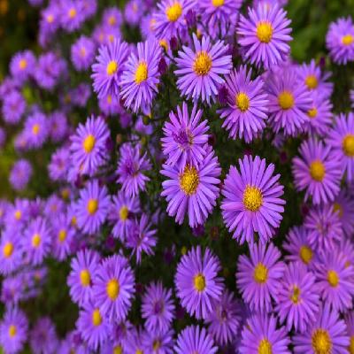 Aster flower
