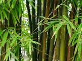 Bamboo Plants