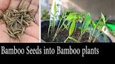 Bamboo Seeds