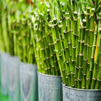 Bamboo Extract