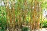 Bambusa Vulgaris