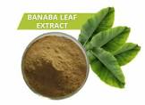Banaba Leaf Extract Powder