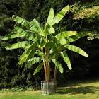 Banana Plant