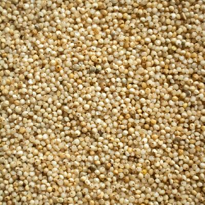 Barnyard Millet