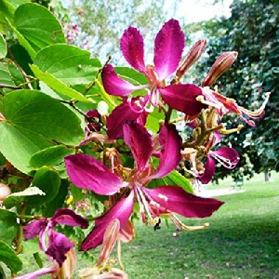 Bauhinia Purpurea