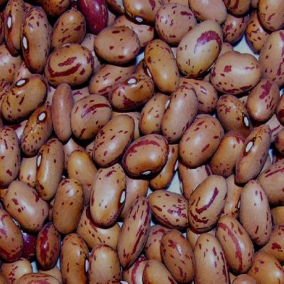 Bean Seeds