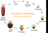 Bed Bugs Pest Control