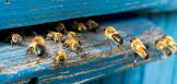 Bee Control Services