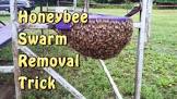 Bee Hive Removal