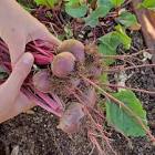 Beet Seeds