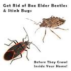 Beetle Control Services