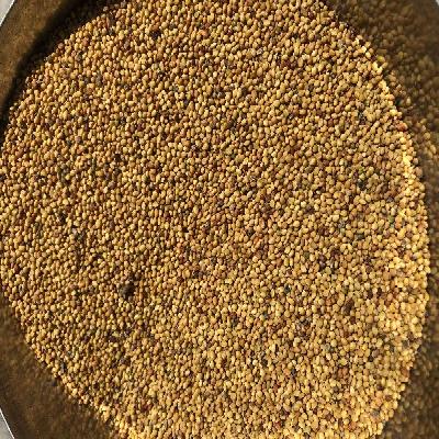 Berseem Seed