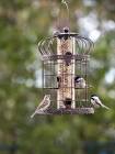 Bird Feeder