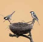 Bird Nest