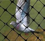 Bird Protection Netting