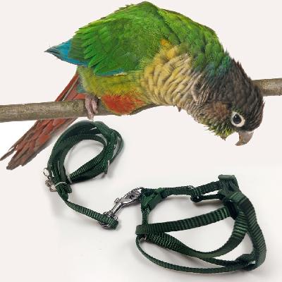 Bird Harness 