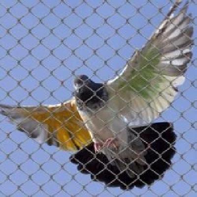 Bird Netting Service