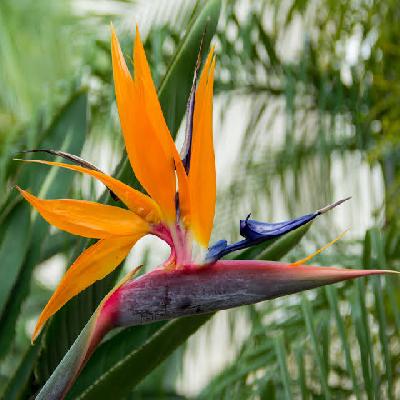Bird Of Paradise Flower