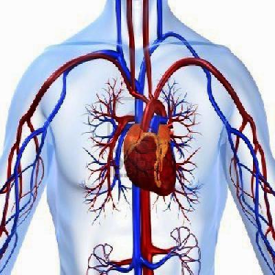 Blood System And Cardiovascular API