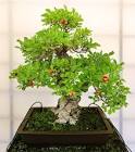 Bonsai Plants