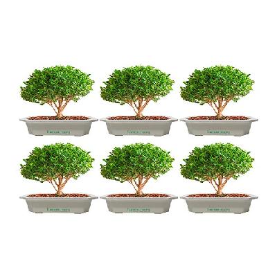 Bonsai Planter